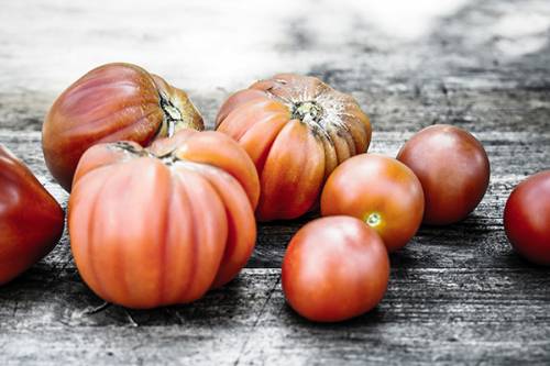 tomates eco